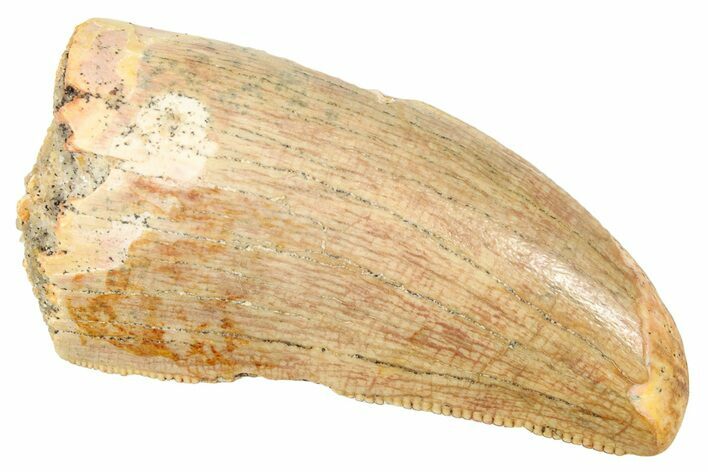 Serrated, Carcharodontosaurus Tooth - Feeding Worn Tip #250561